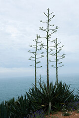 Paisaje de marcon &Aacute;gaves Americanas.