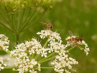 Insect on a flower