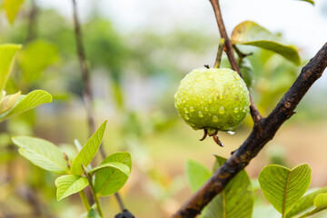 Little guava fruit on tree
