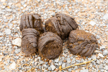 cow dung on ground