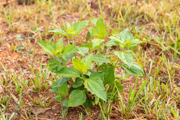 Chromolaena odorata plant