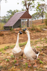 Goose in farm,