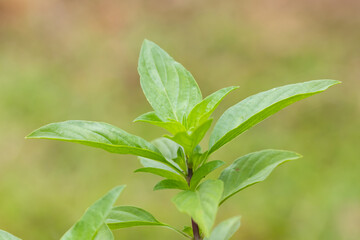 Sweet basil tree outdoor