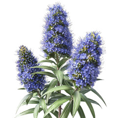 Fototapeta premium PNG of A vibrant cluster of blue flowers blooms atop a tall green stalk, creating a stunning display of color and texture.
