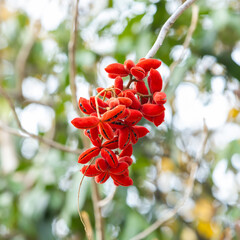 Sterculia villosa fruits