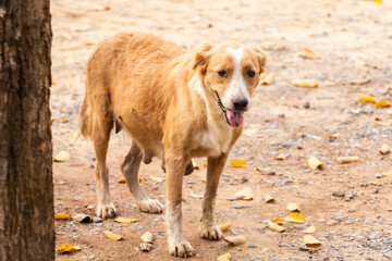 Stray dog