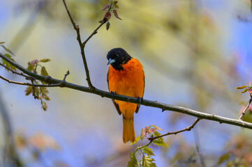 A Baltimore Oriole at Pointe Pelee National Park, near Leamington, Ontario, Canada.