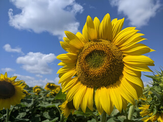 A bright sunflower looks directly into the frame, its golden petals surrounding a green core full...