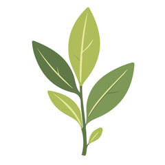 My Simple flat 2D icon of  green sage leaves isolated on a white background, vector design, ideal for animation, vector, web design, digital illustrations, and minimalist