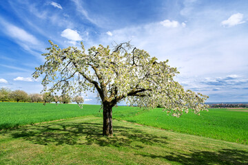 Spring scenic with a flowering cherry tree