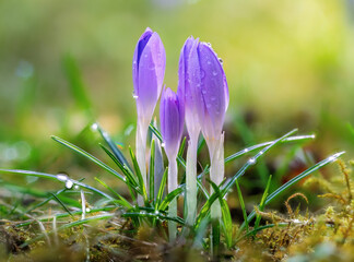 Macro of crocus flowers