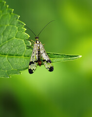 Macro of a scorpionfly