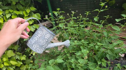 Gardening care and nurture with ornamental watering can in lush green garden. Lantana...