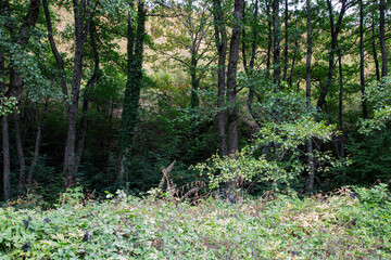 Trees and plants in forest