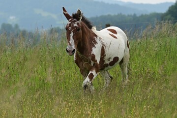 Wunderschön geschecktes Muli läuft fröhlich durch hohes Gras