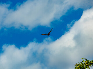 Greifvogel am Wolkenhimmel