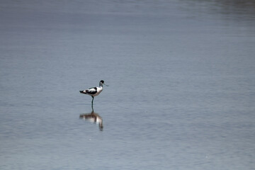 pajaro