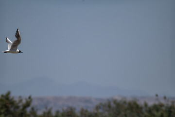 pajaro volando