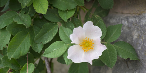 Kwiat, r&oacute;ży pnącej się po starym murze w wiosenny dzień. R&oacute;ża (Rosa sp.) na tle kamiennego muru z kępami ciemnozielonych liści. Pojedynczy, delikatny biały kwiat z jasnoż&oacute;łtym środkiem.