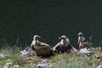 Griffon vulture (Gyps fulvus), Segovia, Spain