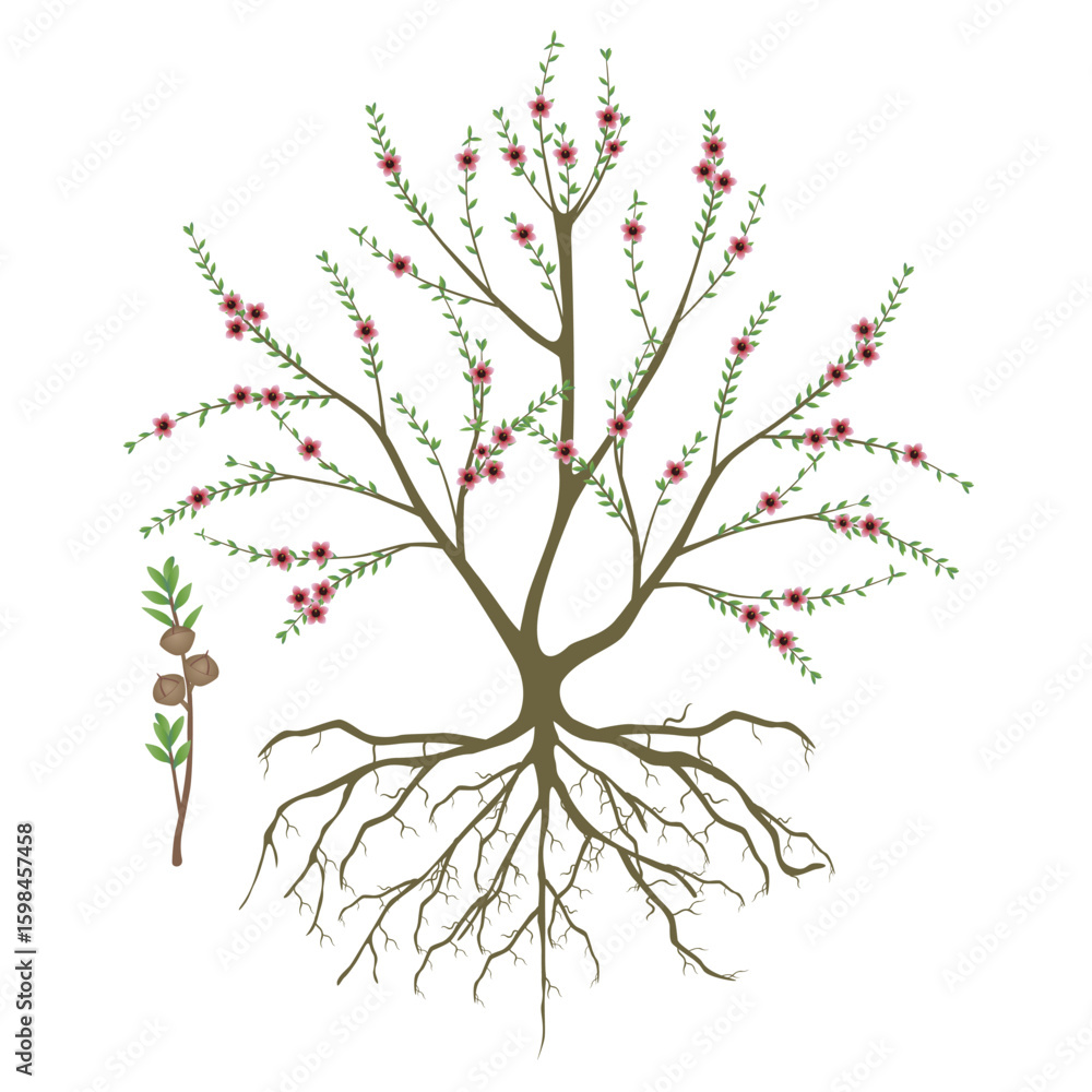 Canvas Prints manuka bush with flowers and branch with fruits on white background..eps