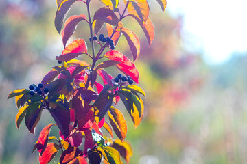 Vibrant autumn leaves with berries against a sunny blurred landscape, creating an atmosphere of warmth and rich nature colors