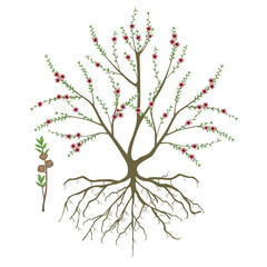 Manuka bush with flowers and branch with fruits on white background..eps