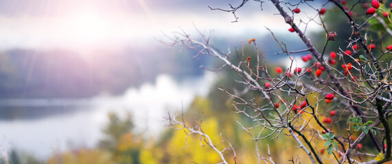 Rosehip bushes with red berries in the foreground, against a blurred autumn landscape with a river...