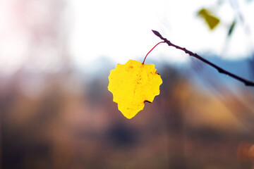 Golden autumn leaf on a thin branch, standing out against a blurred background, illuminated by soft...