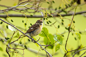 A Common Stonechat bird in the wild