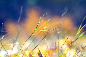 Blurred macro image of autumn grass with leaves against a background of bright colors, creating an atmosphere of tranquility and detailed natural environment