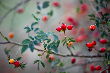 Branches of a rosehip bush, densely laden with vibrant red and orange berries, some with remaining...