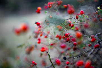 Branches of a rosehip bush, densely laden with vibrant red and orange berries, some with remaining yellowed leaves, against a blurred background under soft light.