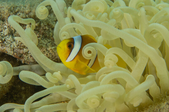 Clown-fish anemonefish in the Red Sea Colorful and beautiful, Eilat Israel
