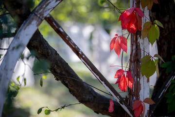 A close-up of an old white wooden window frame with peeling paint, covered by Virginia creeper (Parthenocissus quinquefolia) displaying vibrant red and green autumn leaves. A blurred green background.