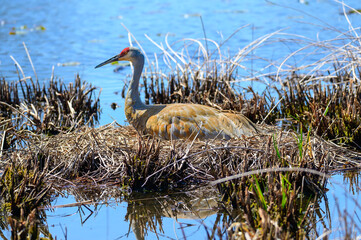 A Sandhill Crane on Her Nest at Kensington Metropark, near Milford, Michigan.