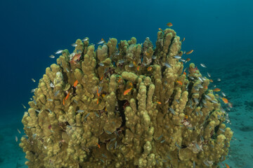 Coral reef and water plants in the Red Sea, Eilat Israel
