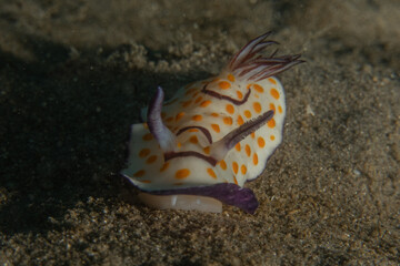 Nudibranch Sea Slug in the Red Sea, Colorful and beautiful, Eilat, Israel
