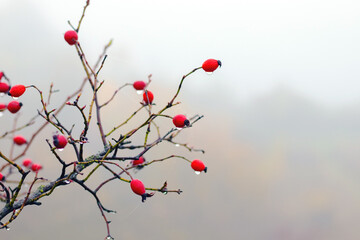 Rosehip branch with bright red berries covered in dew or rain drops against a blurred light...