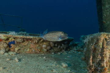 Fish swimming in the Red Sea, colorful fish, Eilat, Israel
