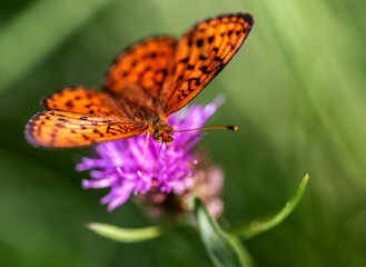 butterfly on flower