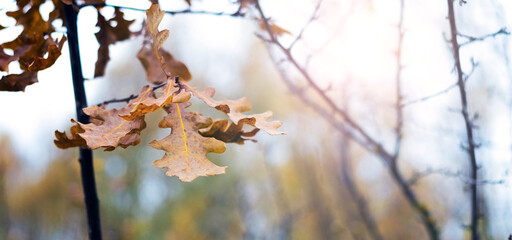 Golden oak leaves on a branch in autumn, bathed in soft sunlight, creating a warm and peaceful...