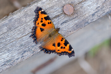 butterfly nettle close up on wooden board