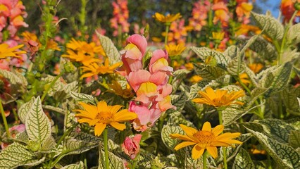 Sweden. Antirrhinum majus, the common snapdragon, is a species of flowering plant belonging to the...