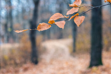 Brown dry autumn leaves on a thin branch with a blurred background, conveying an atmosphere of calm...