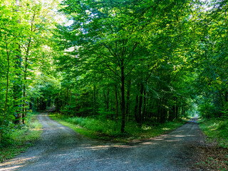 Obraz premium Wald und Wirtschaftsweg durch den Mischwald im Sommer