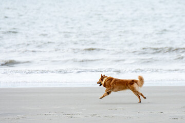 A brown dog running in the sand along the ocean