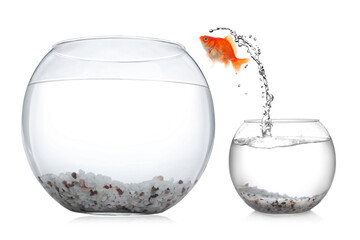 Goldfish jumping out of small glass bowl into bigger one against white background