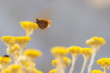 Butterfly feeding on yellow flowers in a sunny garden during springtime