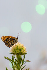 Butterfly perched on a flower with soft bokeh background during a peaceful afternoon